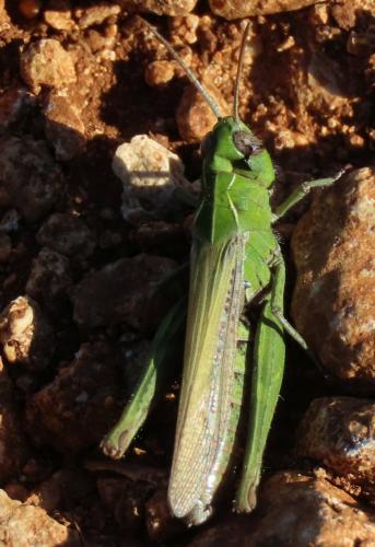 Réf. 310 743 : Chorthippus sp.